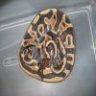 PhD Exotics