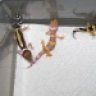 D's Leopard geckos
