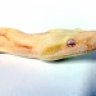 st pete serpents