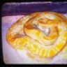 elitereptiles