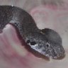 ladycrotalus