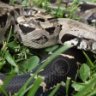 Midnight Serpents