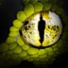 Davidson Reptiles