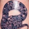 NVreptiles
