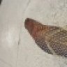 Dendroaspis101