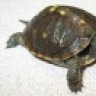 jturtle321