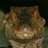 Mr.Atrox