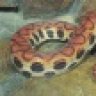 ThatReptileDude86