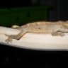 geckofan91