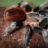 spiderling1974