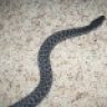 BLUESIRTALIS