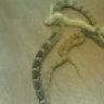 CrazyRedtail
