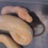 natelinhud