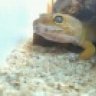 C.ravenreptiles
