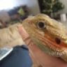 midmichicer