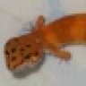 geckojungle