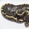 MacReptiles