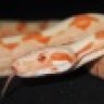 riemermorphs