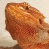 Beardie