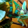 Lizard Lair