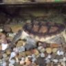 reticsNturtles
