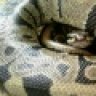 OneOfAKindSnakes