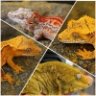 bullygecko