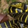 reptileking27