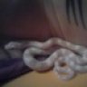 snake