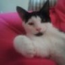 Kittycatpenut