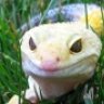 backwoodsgecko