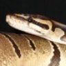 zuki