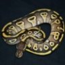 nerofotia