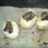 michaelballpythons