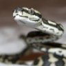 Curtissreptiles236