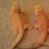 bobbysbeardies