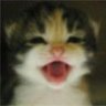 meowmeowkazoo