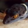 hypnotoad
