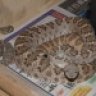 venomkeeper1