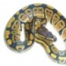 Ballpython keeper