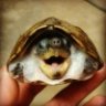 philthyturtle