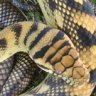 ScrubPythons.com