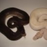 Jvreptiles