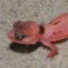 Tonygeckos