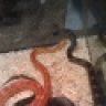 snakeman127