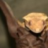 AnyankasGeckos