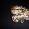 IAGHOSTPYTHONS