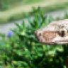 ACutAboveReptiles.Com