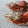 RhacHouse