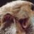 Otter